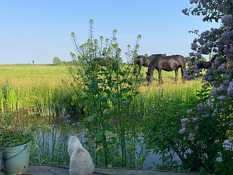 Friese paarden in het weiland achter ons vakantiehuis