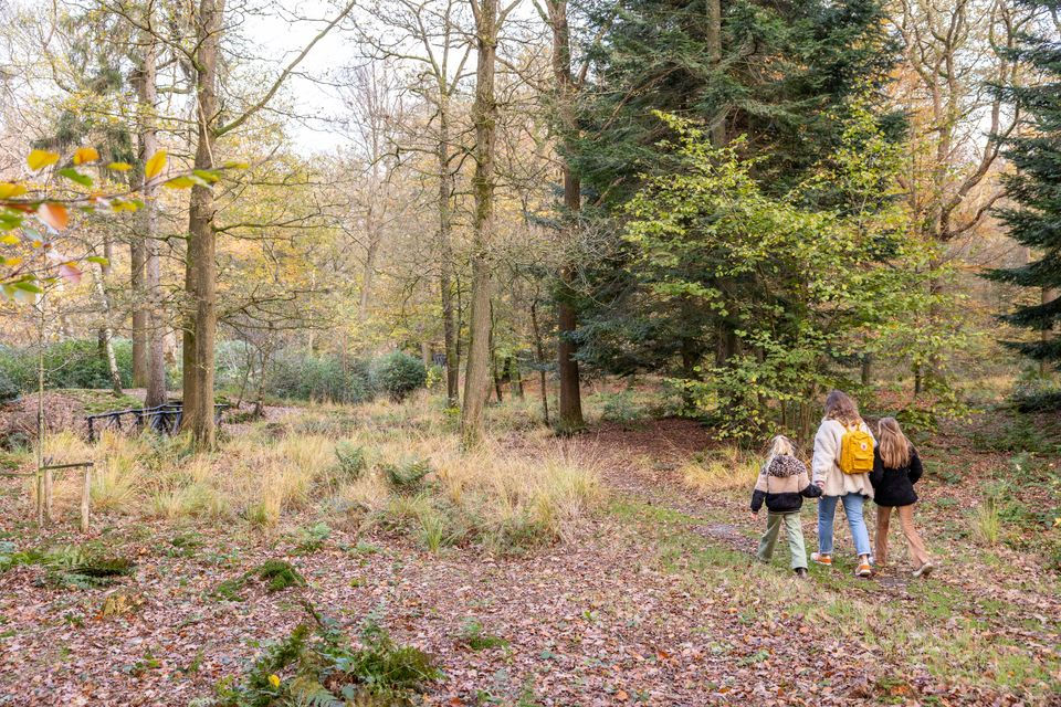 Wandelen in de bossen bij de Friese meren