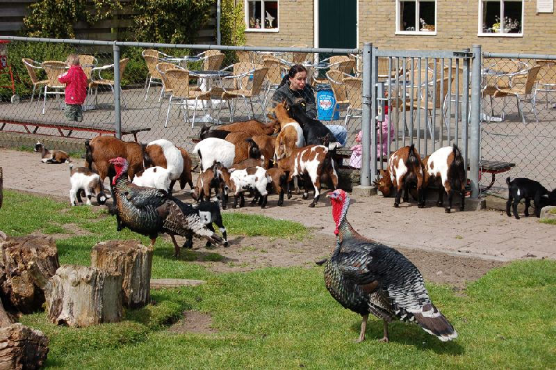 Moeder met kind bij de geitjes in de kinderboerderij