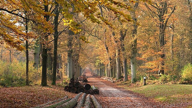 Het Rijsterbos in de herfst