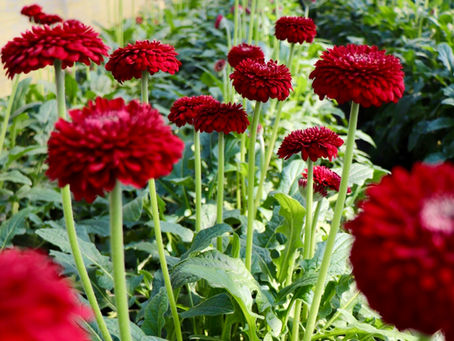 ガーベラ農家の一年|季節ごとの仕事と花が届くまでの流れ