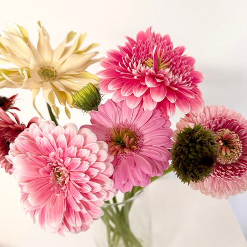 ユニークガーベラ10本 | Various