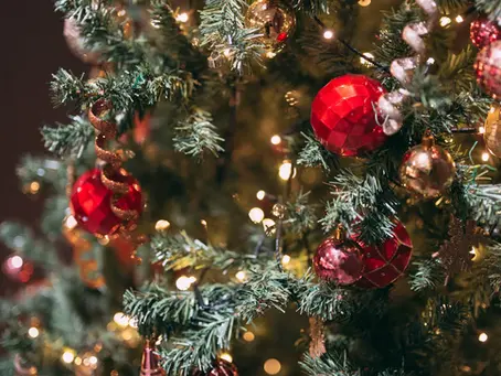 🎄クリスマスにおすすめ!ガーベラ特集🤶