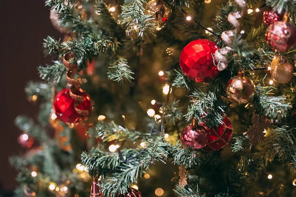 🎄クリスマスにおすすめ!ガーベラ特集🤶