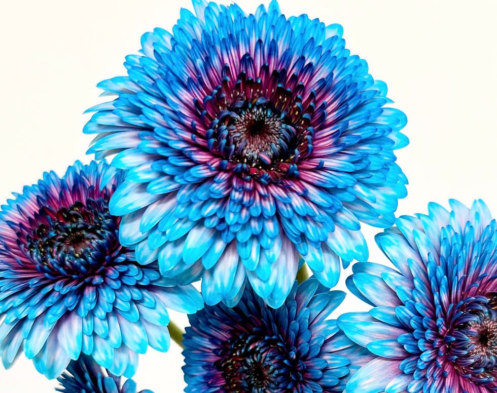 近年大好評が続く、松下園芸の染めガーベラの魅力✨