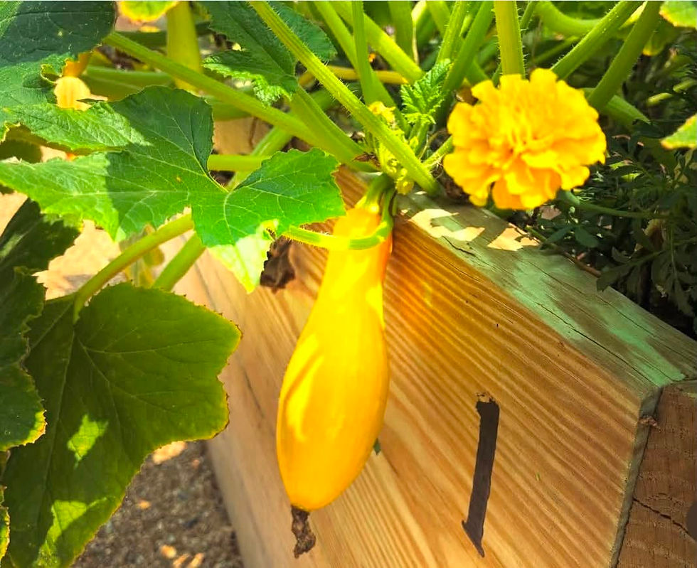 Marigolds & Squash Companion Planting
