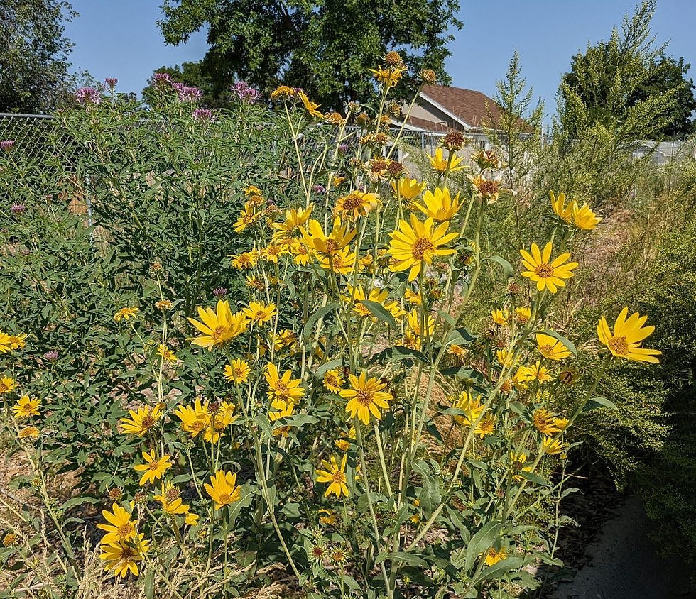 Thumbnail: Maxamilian Sunflower
