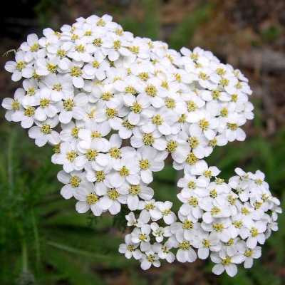 Western Yarrow - Achillea millefolium occidentalis | Zero Waste Houston