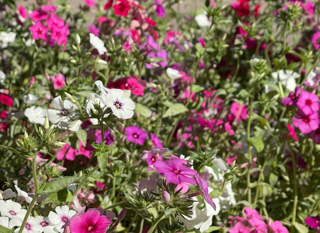 Annual Phlox - Phlox drummondi