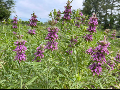 Lemon Mint Bee Balm – Monarda Citriodora – 5,000 Bulk Seeds – Seed Empire