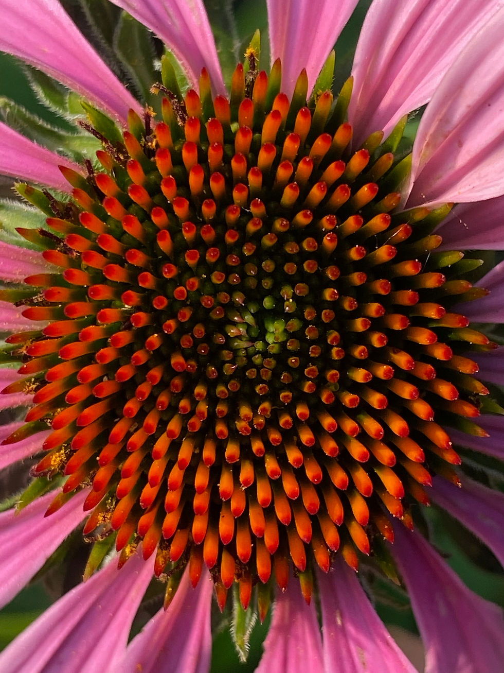 Thumbnail: Purple Coneflower / Echinacea (2 sizes)