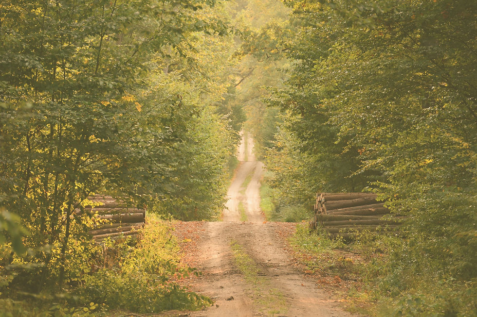 Wild%20Path_edited.jpg