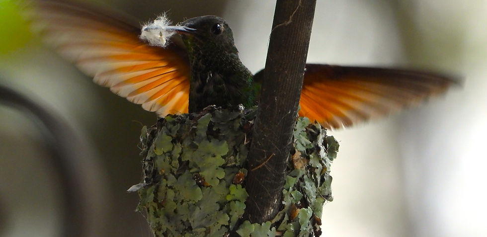 Saucerottia berylina (11).JPG