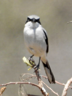 Lanius ludovicianus4476.JPG