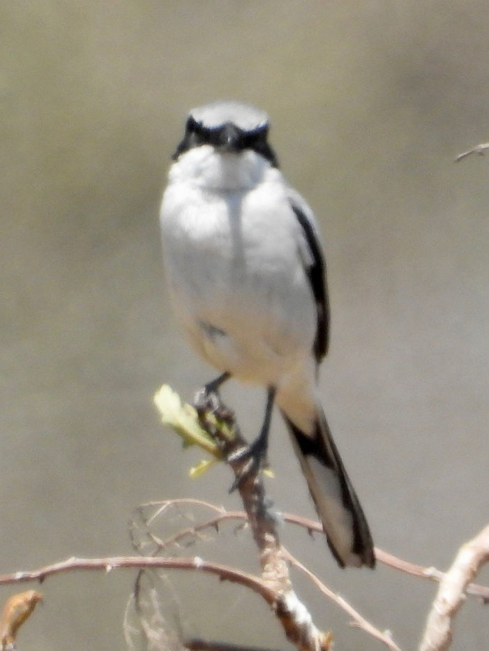 Lanius ludovicianus