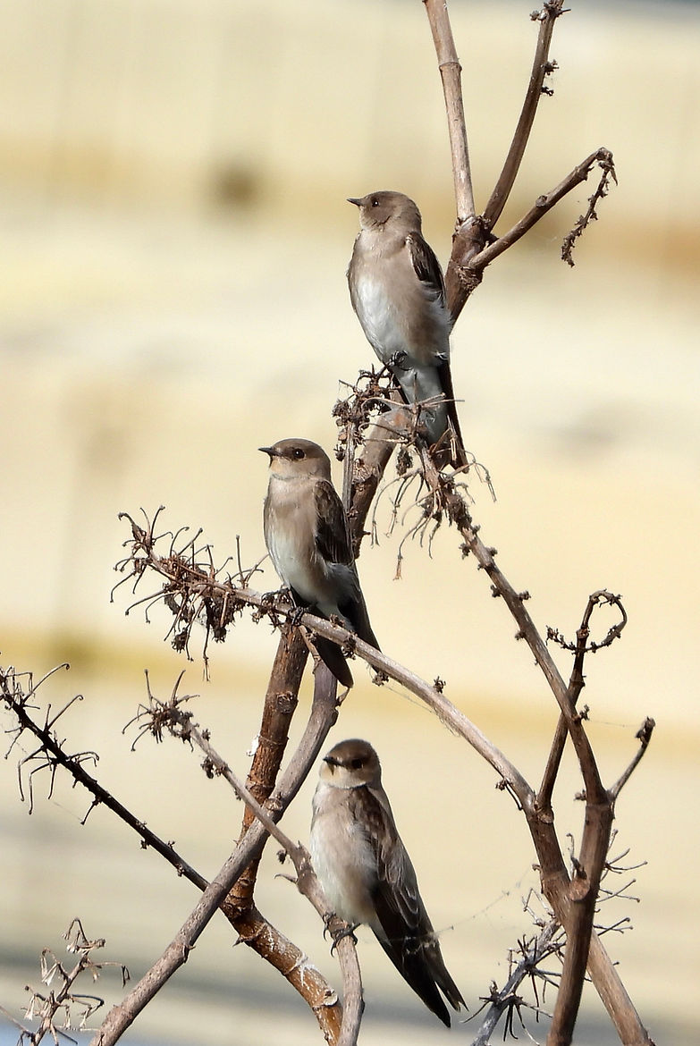 Stelgidopteryx serripennis1295.JPG