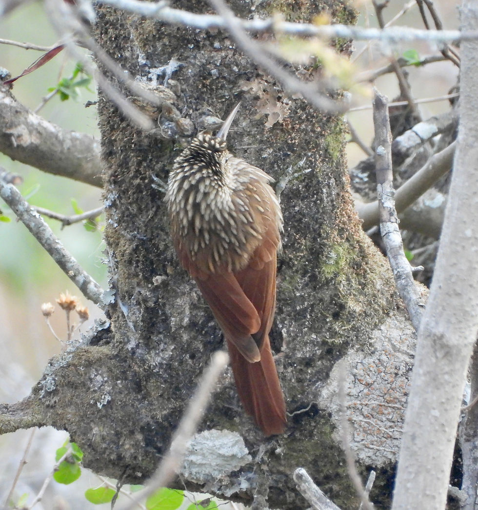 Lepidocolaptes leucogaster