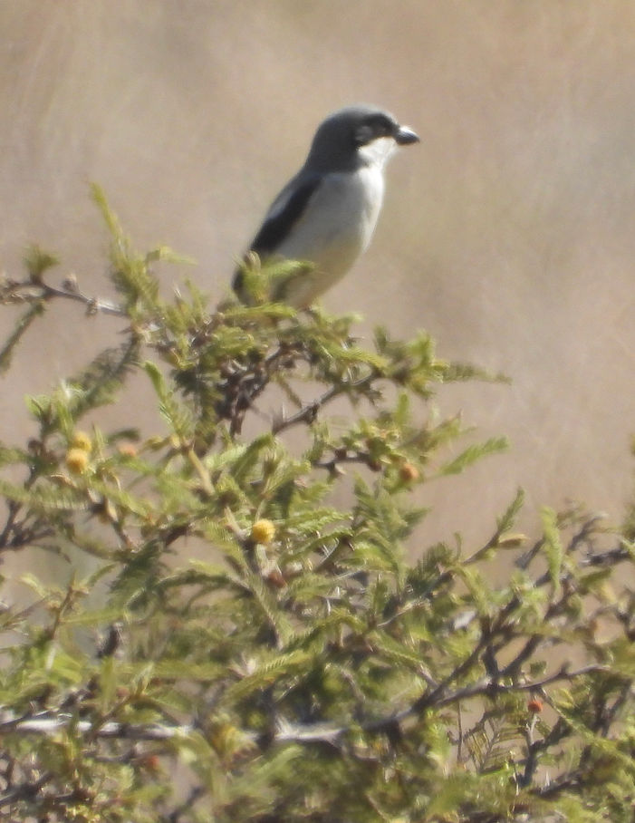 Lanius ludovicianus