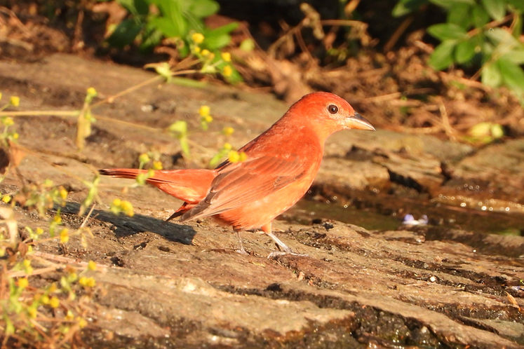 Piranga rubra0675.JPG