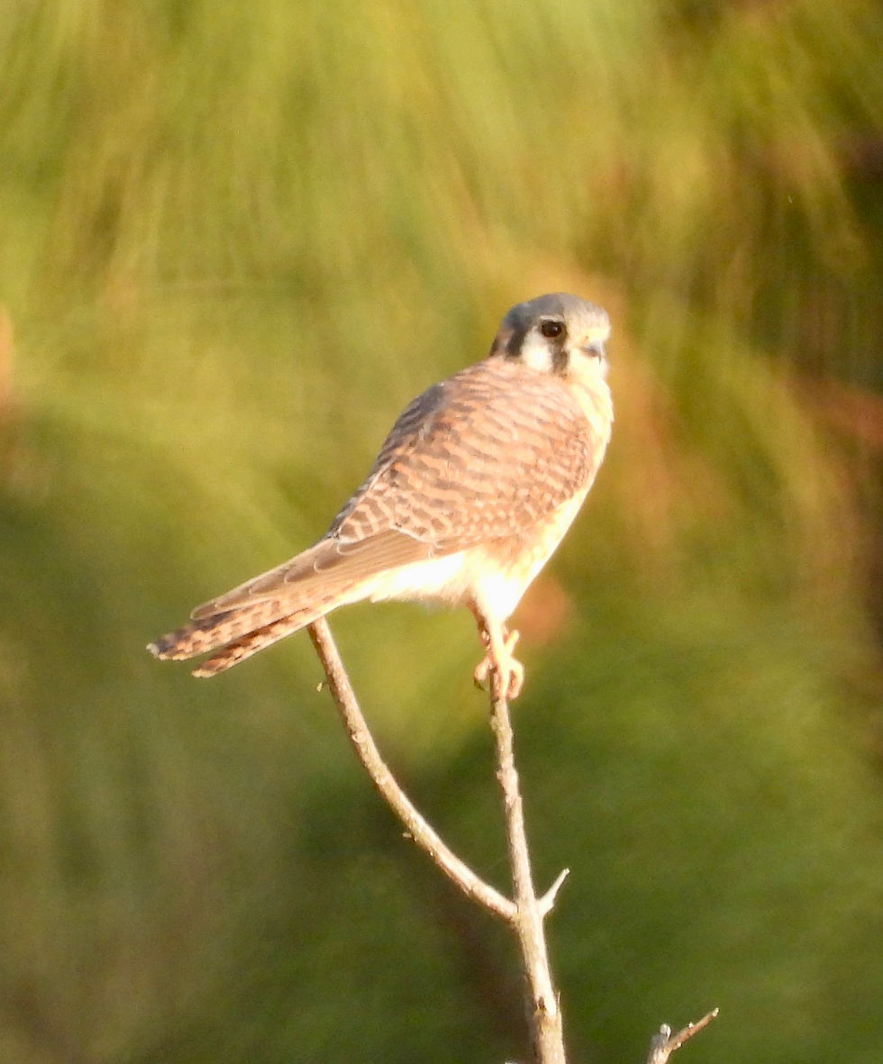 Falco sparverius