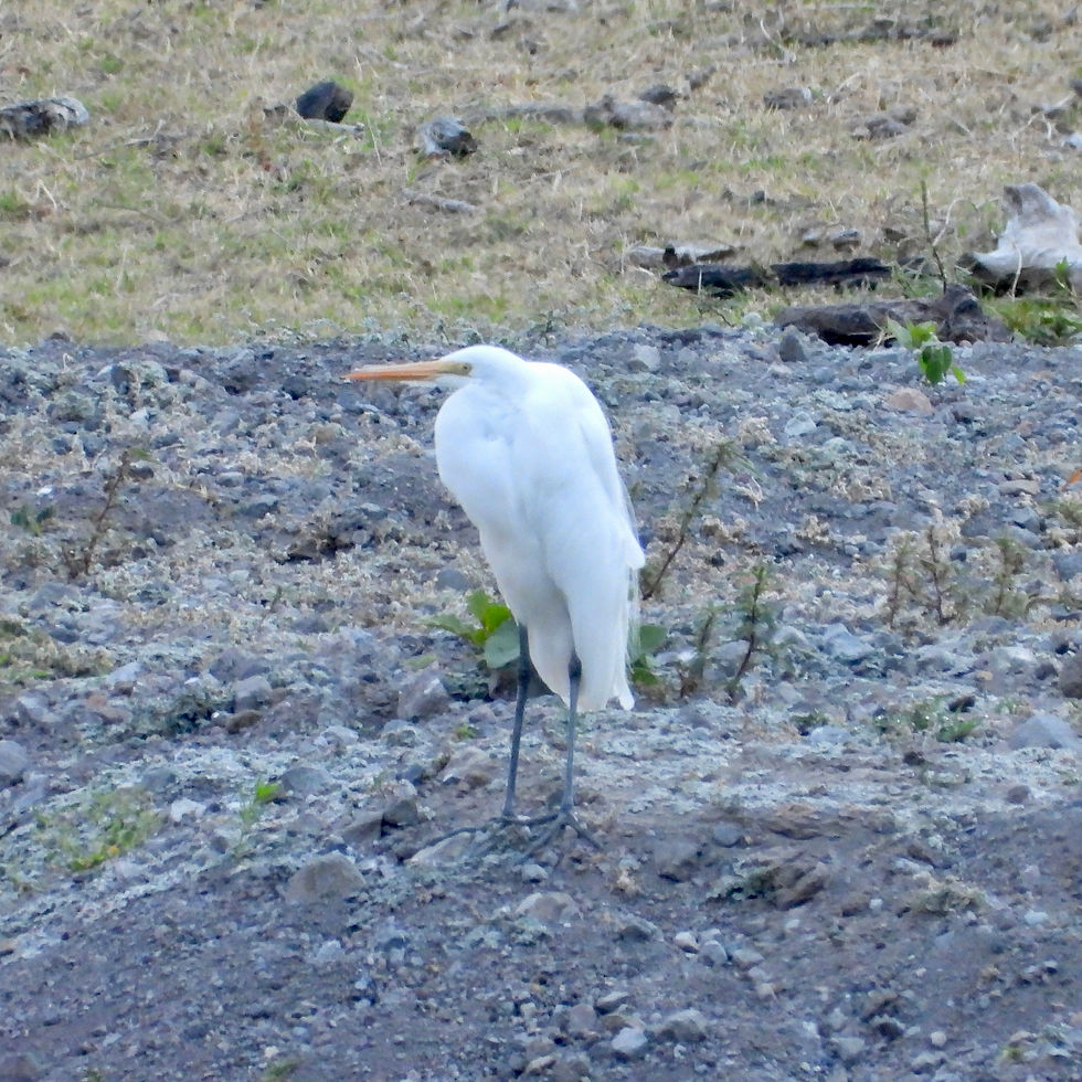 Ardea alba 4271.JPG
