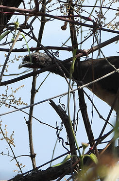 Ortalis poliocephala (1)_edited.jpg
