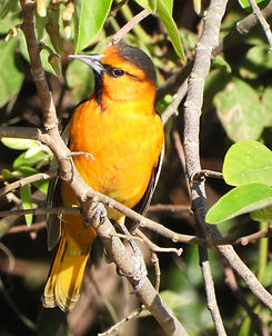 Icterus bullockii (6).JPG