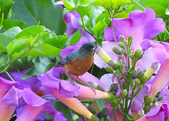 Disglossa baritula (4).JPG