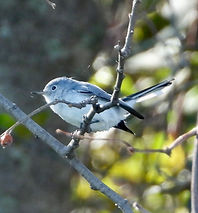 Polioptila caerulea12748.JPG