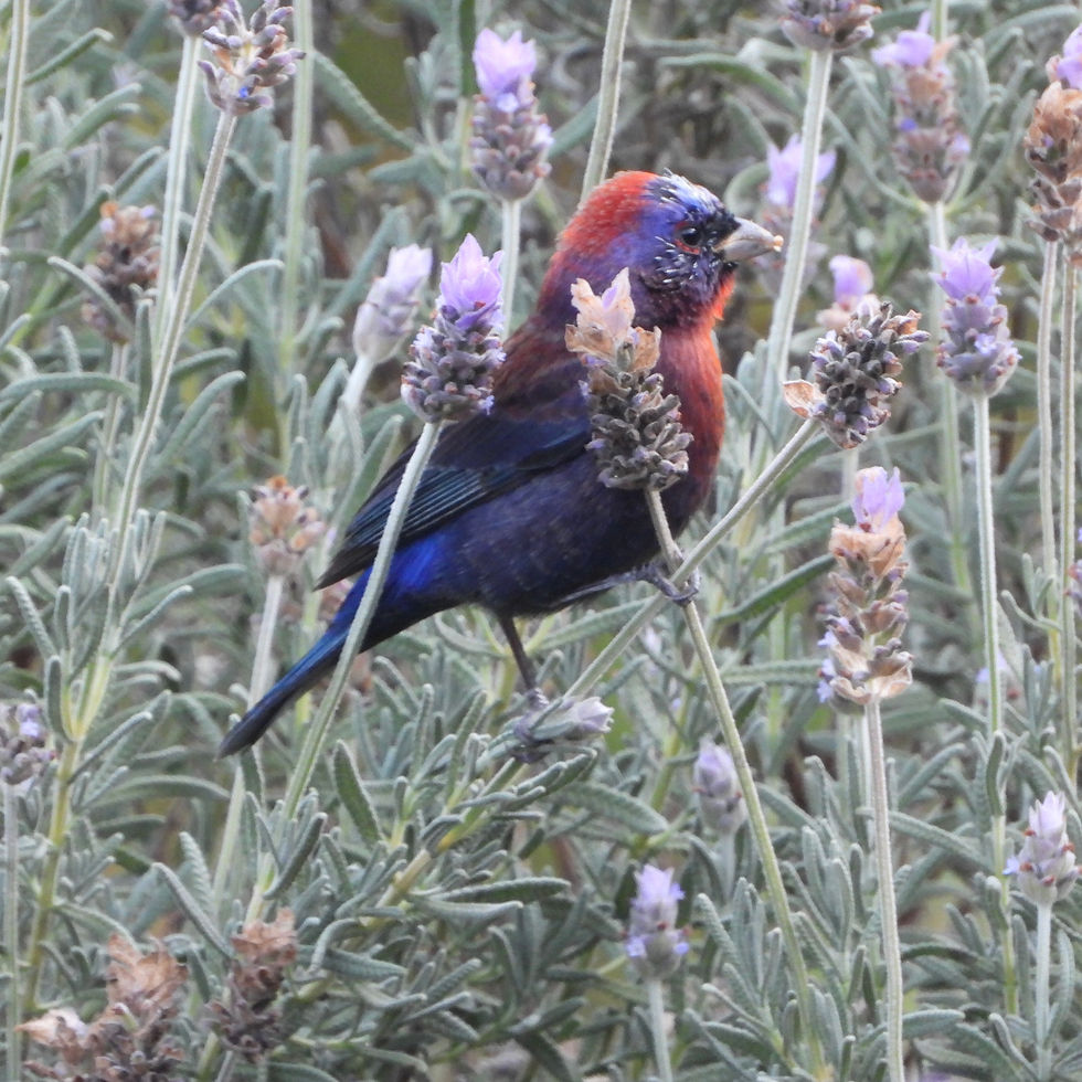 Passerina versicolor