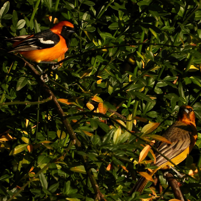 Icterus cucullatus12508.JPG