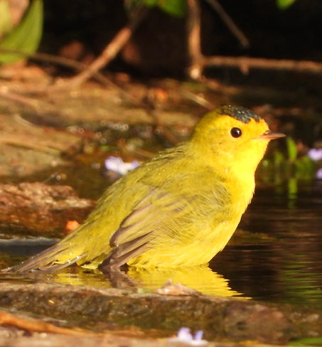 Cardellina pusilla9689.JPG