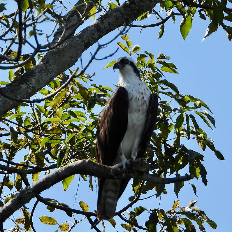 Pandion haliaetus1417.JPG