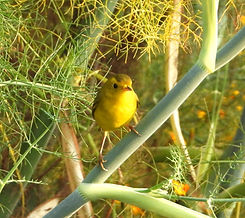 Cardellina pusilla (2).JPG