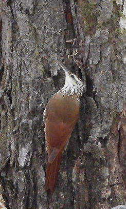 Lepidocolaptes leucogaster5391.JPG