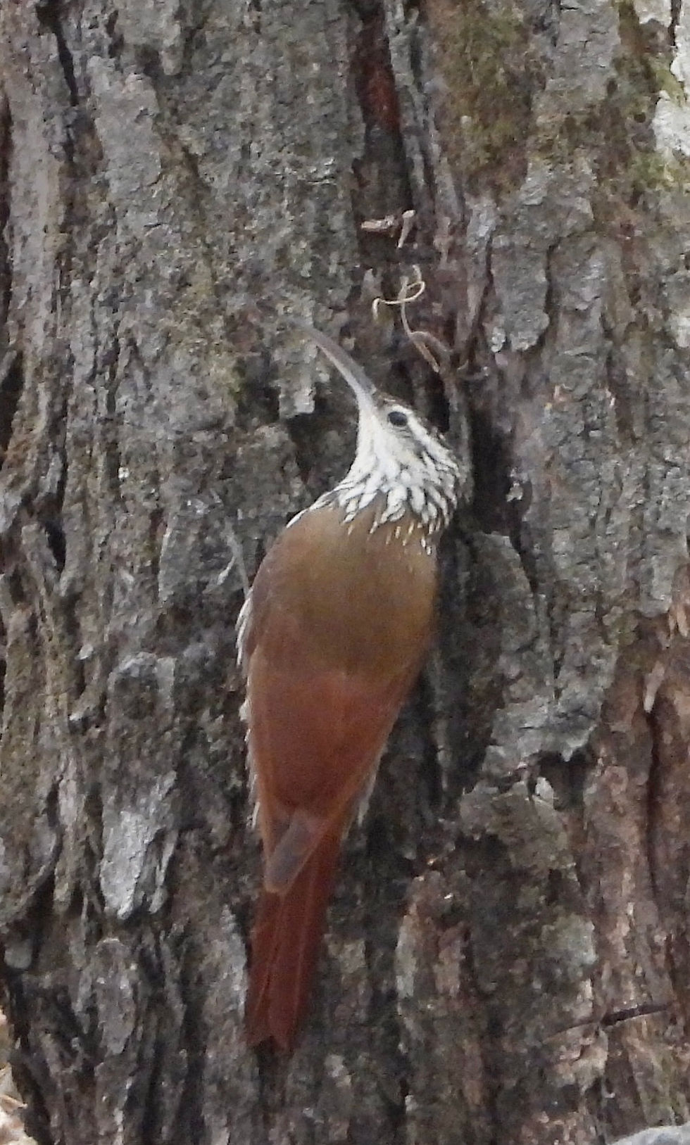 Lepidocolaptes leucogaster