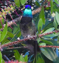 Eugenes fulgens1654.JPG