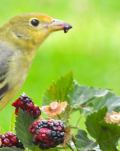 Piranga ludoviciana (3).JPG