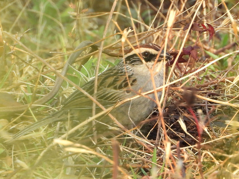 Oriturus superciliosus (1).JPG