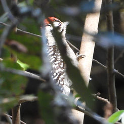 Dryobates scalaris4578.JPG