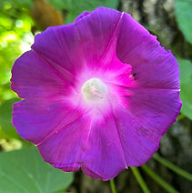 IMG_5058.jpeg