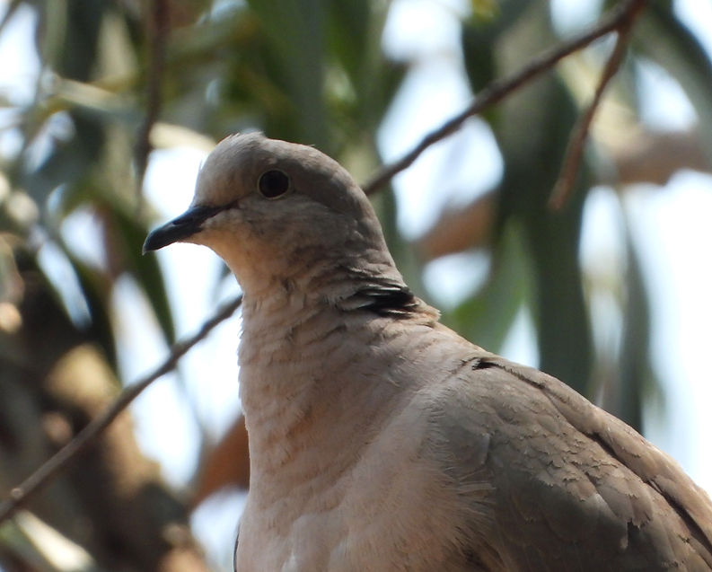 Streptopelia decaocto (2).JPG