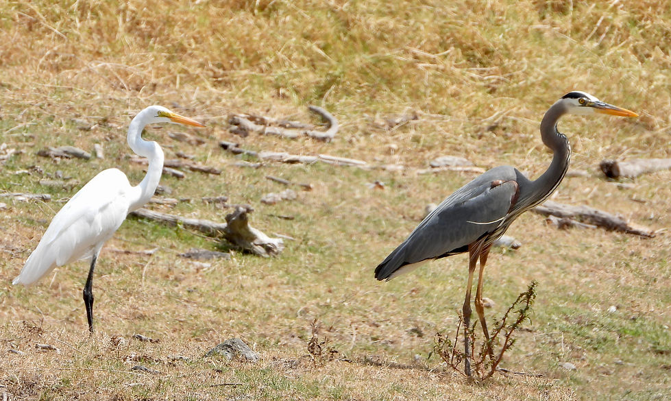 Aves Volcan Colima