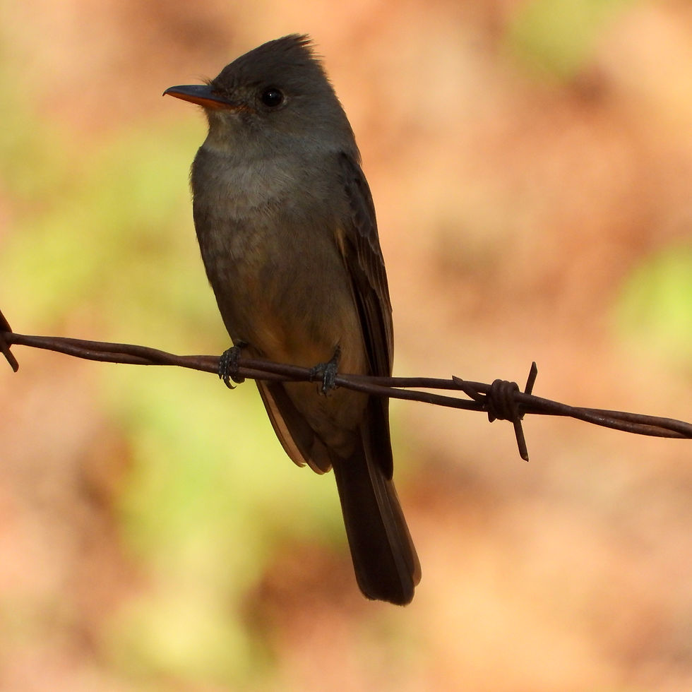 Aves de Colima