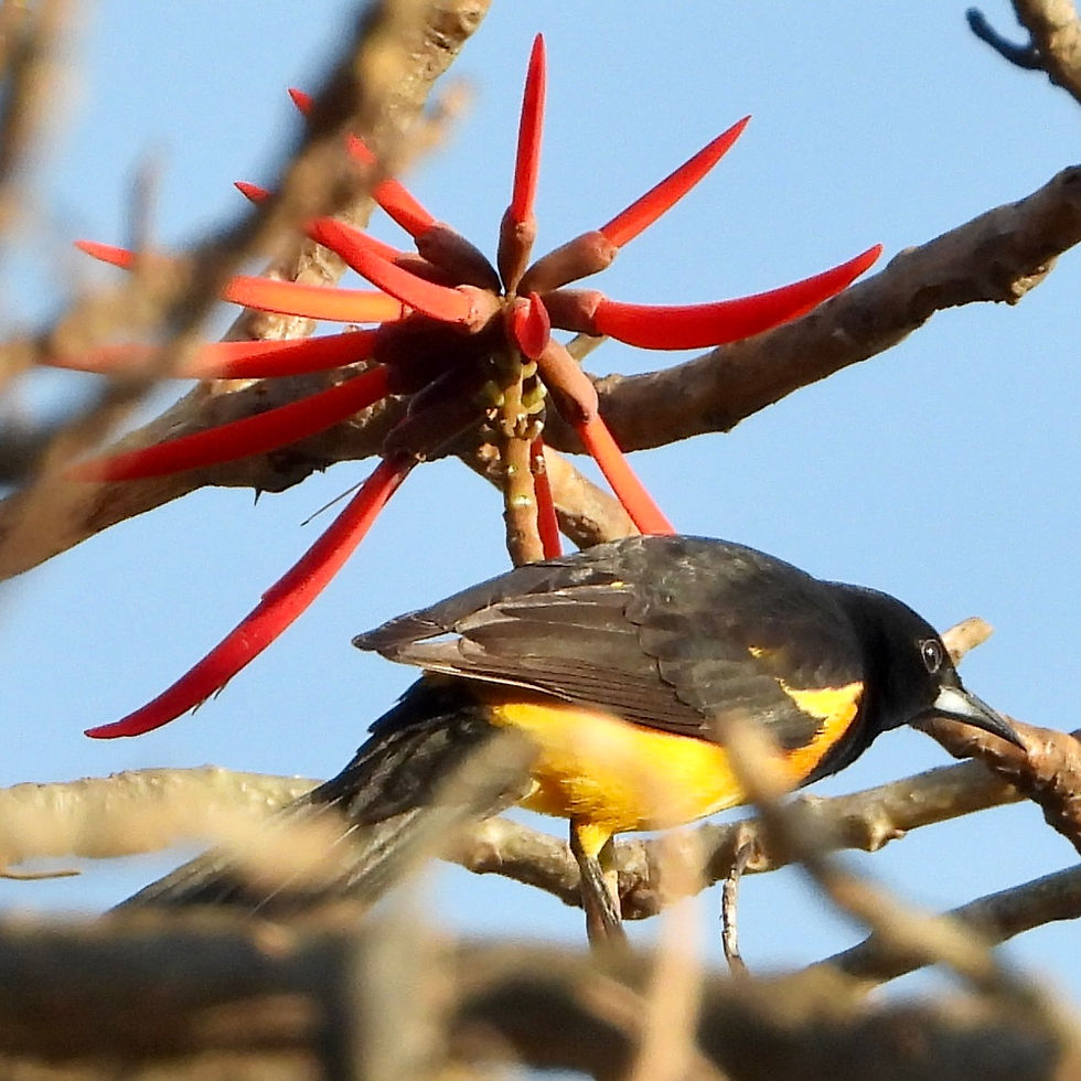 Icterus wagleri