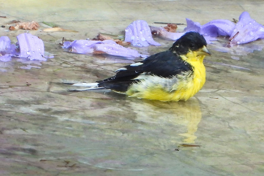 Spinus psaltria (1)_edited.jpg