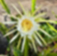 IMG_5875.jpeg