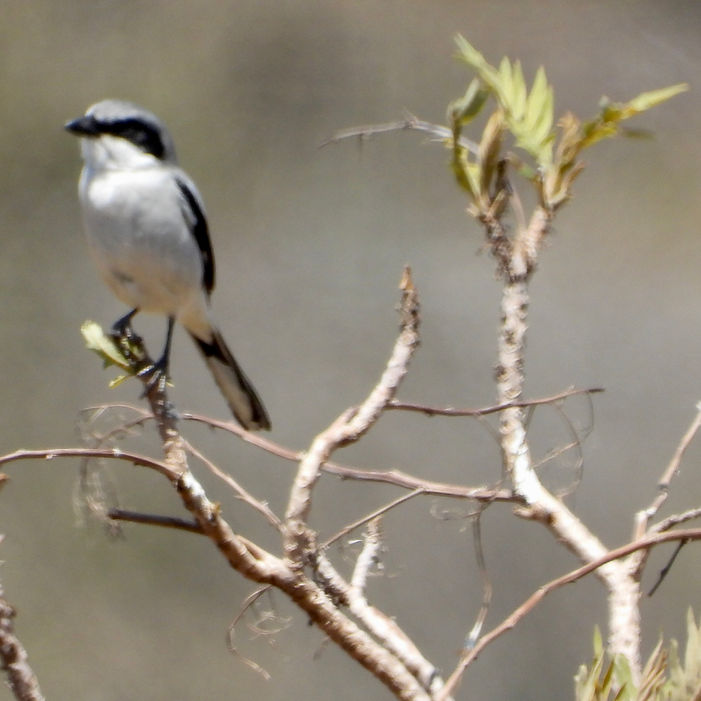 Lanius ludovicianus