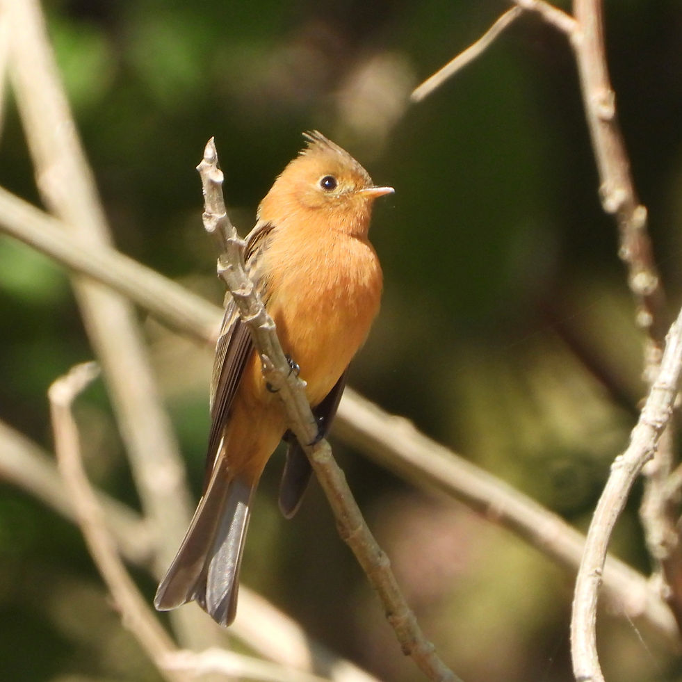 Mitrephanes phaeocercus