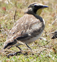Eremophila alpestris3670.JPG